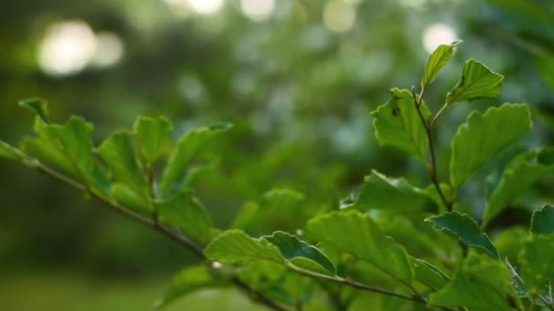 Video van zich te concentreren van de camera op een tak van de bloeiende appelboom — Stockvideo