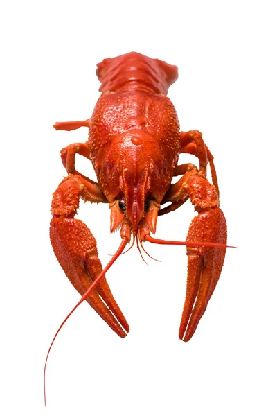 Photo of boiled crayfish — Stock Photo, Image