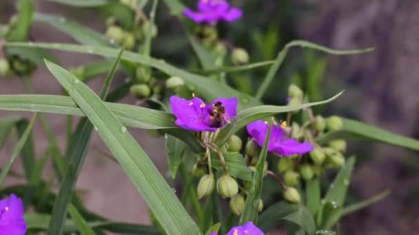 Video of the bee collecting pollen from a lily of the valley — Stock Video