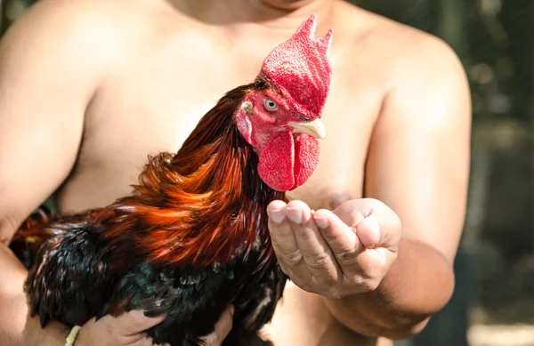 Thai local people with cock fighting in a farm — Stock Photo, Image