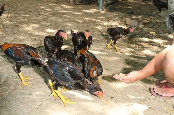 Genç dövüşçü horoz insanlardan yemek