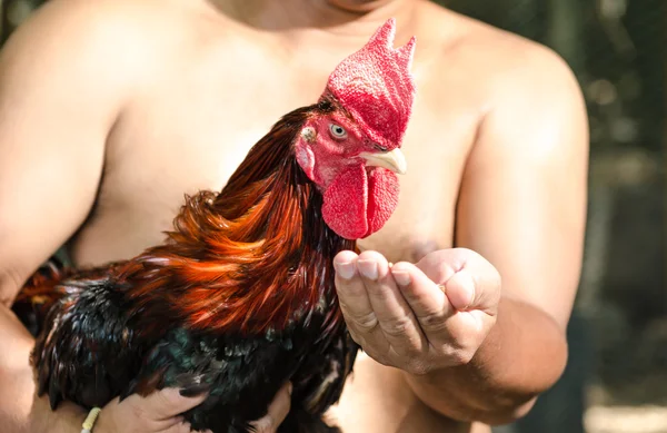 Tailandesa local gente con polla luchando en un granja Fotos De Stock