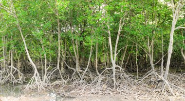 mangrov orman Phuket, thailand