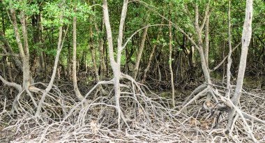 mangrov orman Phuket, thailand