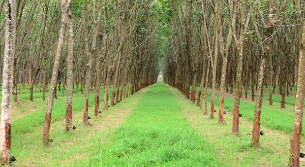 Dziedzinie gumowych drzew w Phuket, Tajlandia — Zdjęcie stockowe