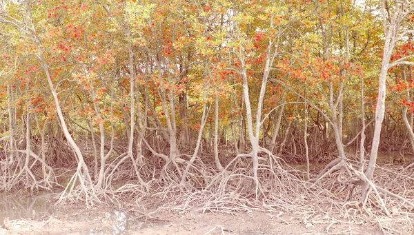 Bosque de manglar vintage en phuket, Tailandia — Foto de Stock