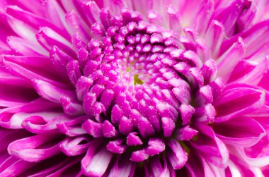 Dahlia sonbahar çiçek tasarım yakın çekim