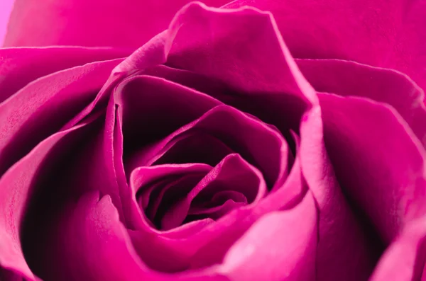 Rosa rosa flor de cerca — Foto de Stock