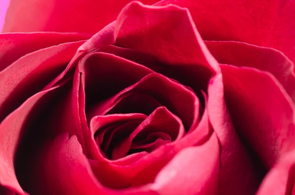 Rosa roja flor de cerca — Foto de Stock