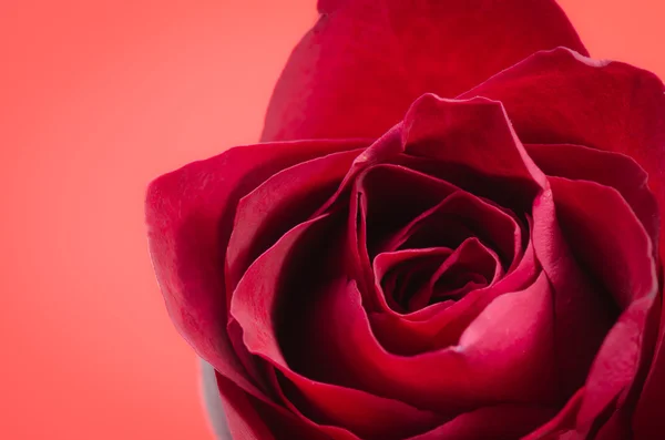 Rosa roja flor primer plano diseño — Foto de Stock