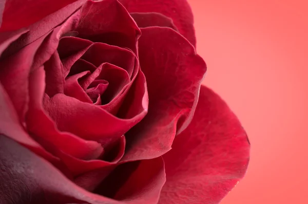 Rosa roja flor primer plano diseño — Foto de Stock