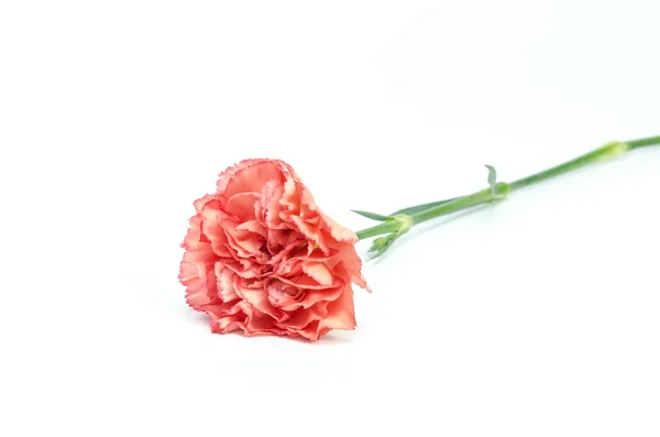 Flor de clavel aislada sobre fondo blanco — Foto de Stock