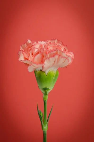 Diseño de la flor del clavel sobre fondo rojo — Foto de Stock