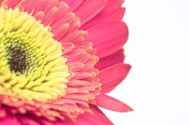 Vintage gerber çiçek tasarım üzerinde beyaz kağıt izole kapatmak