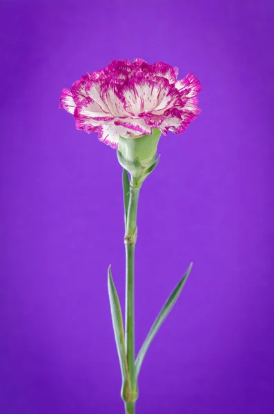 Diseño de flores de clavel sobre fondo púrpura — Foto de Stock