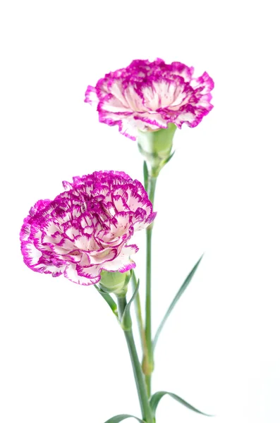 Diseño de dos flores de clavel aisladas sobre fondo blanco — Foto de Stock
