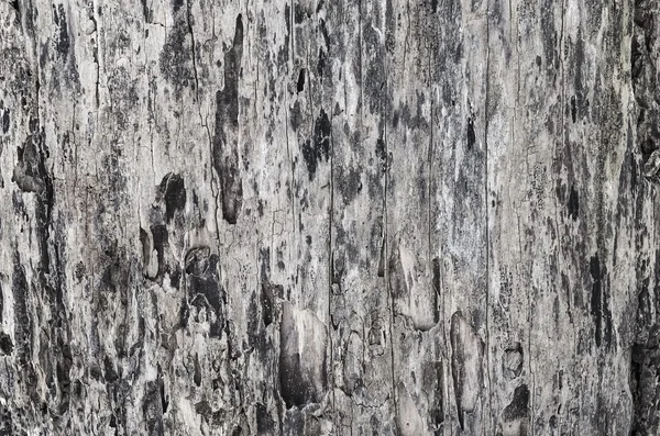 Bark of wood texture background — Stock Photo, Image