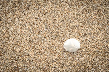 Seashell kum plaj