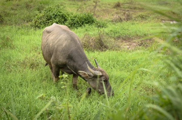 Buffalo jedzenie w dziedzinie — Zdjęcie stockowe