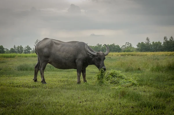 Buffalo äta i fältet — Stockfoto