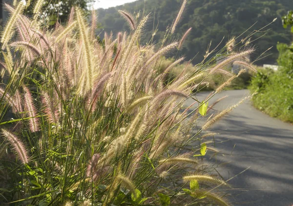 Campo de hierba junto a la carretera —  Fotos de Stock