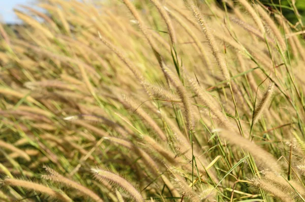 Goldenes Grasfeld — Stockfoto