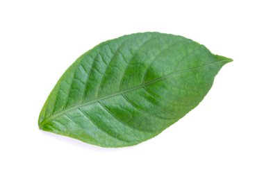 yeşil yaprak beyaz üzerinde izole