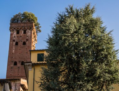 Kule giunigi Lucca, İtalya