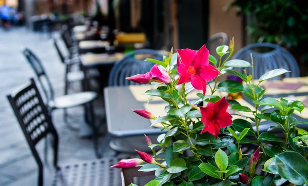 Red flowers at the restaurant — Stock Photo, Image