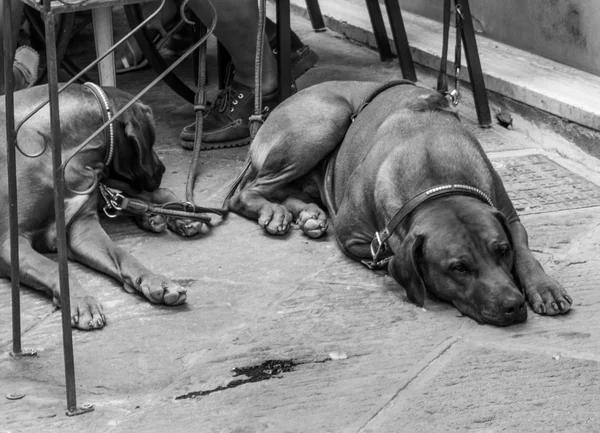 Dogs in relax — Stock Photo, Image