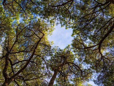 çam ağaçları güneşin altında