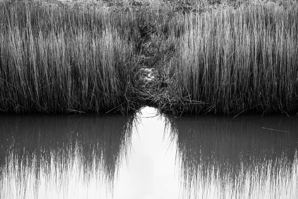 Označení zvířat — Stock fotografie