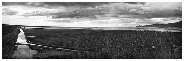 Panoramisch zicht van een natuurlijke oase met zijn kleine grachten Stockfoto