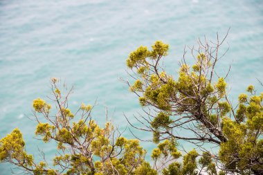 Denizde bir uçurumun üzerinde Akdeniz bitki örtüsü
