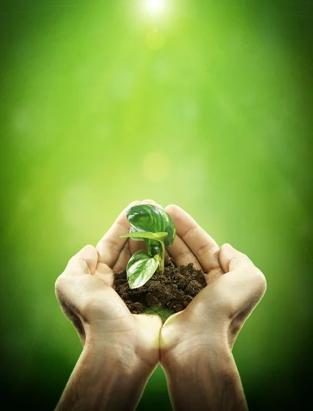 Aan kant houden van plantgoed in de bodem — Stockfoto