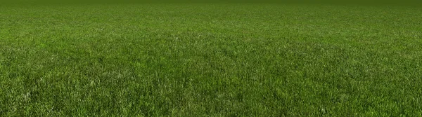 Gras 3D Rendering — Stockfoto