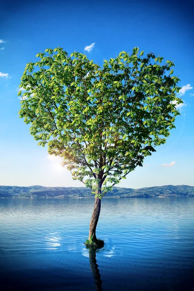 Love tree — Stock Photo, Image