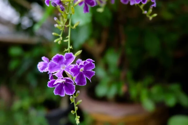 Photo Rapprochée Belle Fleur Violette Dans Jardin Naturel Avec Une — Photo