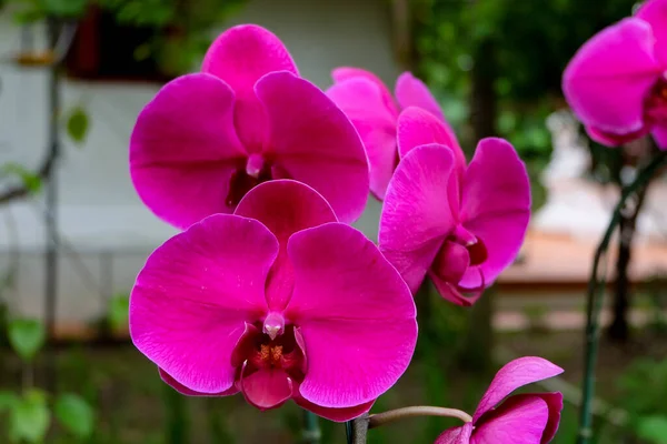 Nahaufnahme Foto Schöne Orchideenblume Natürlichen Garten Mit Weichem Fokus Und — Stockfoto