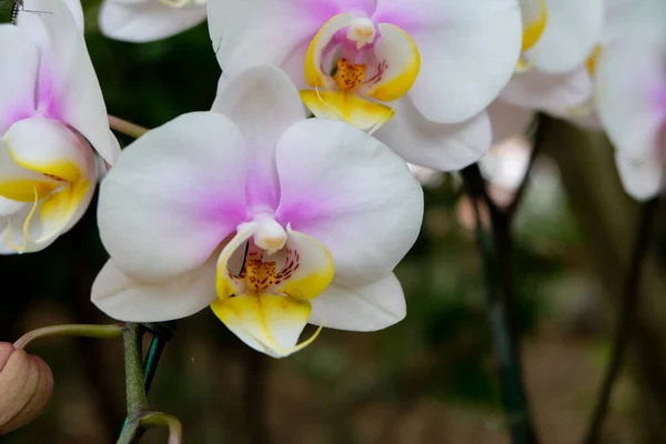 Photo Rapprochée Belle Fleur Orchidée Dans Jardin Naturel Avec Une — Photo