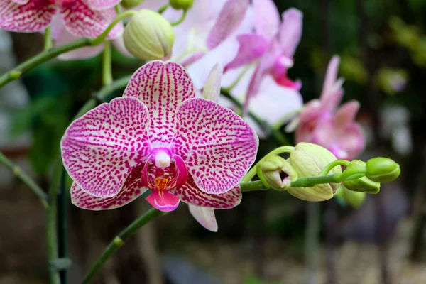 Photo Rapprochée Belle Fleur Orchidée Dans Jardin Naturel Avec Une — Photo