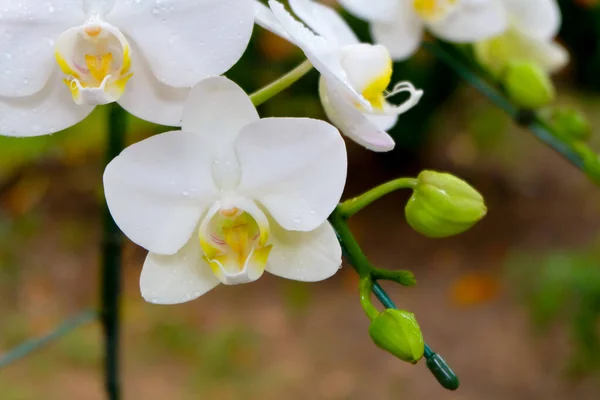 Photo Rapprochée Belle Fleur Orchidée Blanche Dans Jardin Naturel Avec — Photo