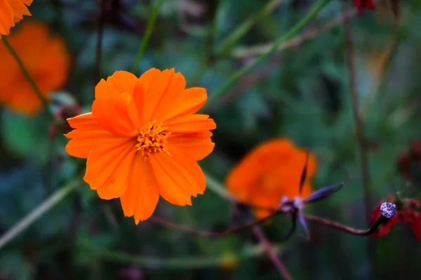 Nahaufnahme Foto Schöne Kosmos Blume Natürlichen Garten Mit Weichem Fokus — Stockfoto