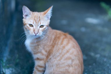 Kahverengi gözlü güzel kahverengi tekir kedinin portresi