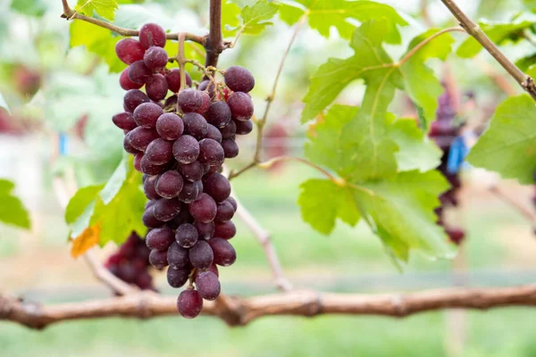 Primer Plano Uvas Rojas Vid Campo Cultivadas Tailandia — Foto de Stock