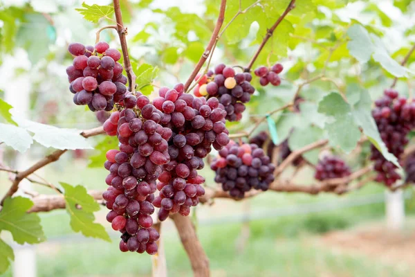 Primer Plano Uvas Rojas Vid Campo Cultivadas Tailandia — Foto de Stock