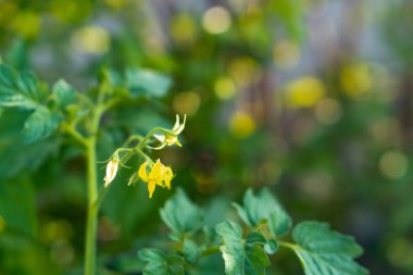 Yeşil yapraklar üzerinde sarı domates çiçekleri bulanık arkaplan, seçici odak ve Yumuşak odak