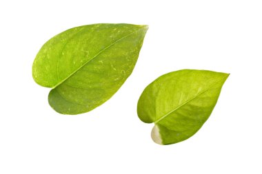 Beyaz arkaplanda yeşil yapraklar izole edilmiş, kırpma yolu.