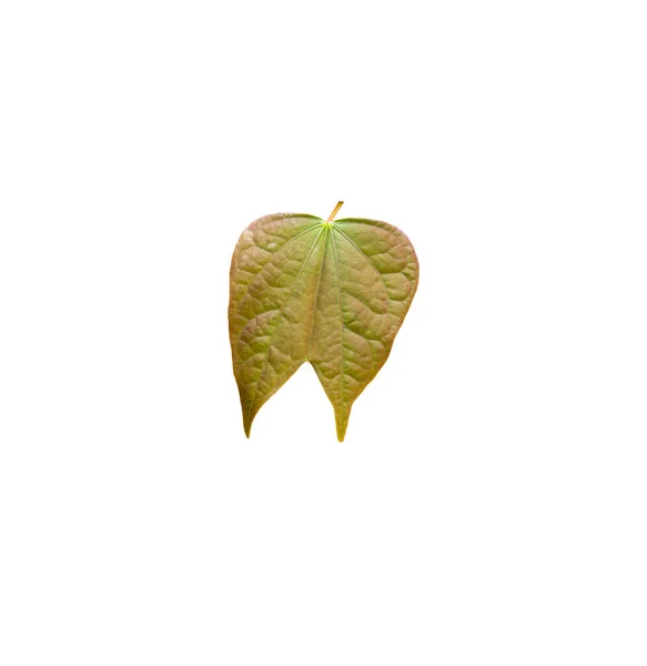 Groene Bladeren Geïsoleerd Witte Achtergrond Clipping Pad — Stockfoto