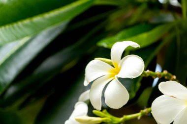 Plumeria white and yellow flowers with leaves, Selectived focus